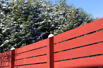 Fresh snow covered evergreen trees and contrast colors of a red fence and blue sky 