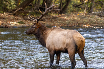 Bull Elk Stands In MIddle of River