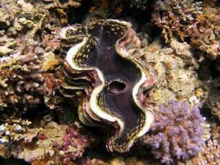 coral reef in aquarium