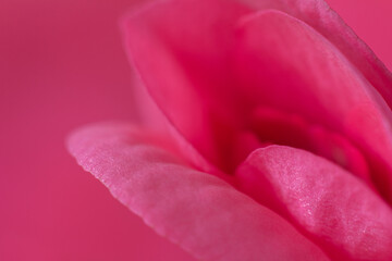 Fototapeta premium Extreme Close-Up of Pick Flower Petals Selective Focus with Copy Space with Pink Background