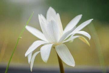 water lily, lotus in nature   