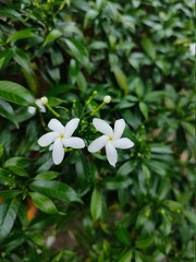 Obraz na płótnie Canvas Star jasmine , white color flower , Dogbane.