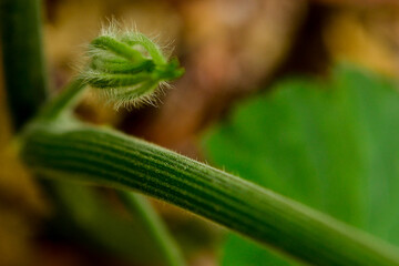 close-up of a pumpkin flower bud, edible flower, punpkin flower