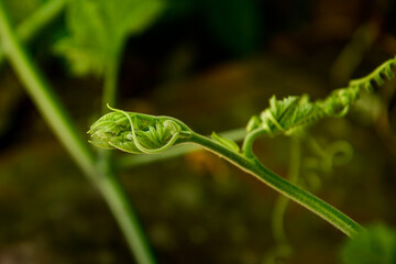 close-up of a green sprout in the forest, edible flower, punpkin flower