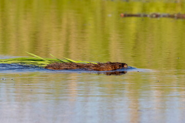 The muskrat (Ondatra zibethicus). Rodent native to North America.