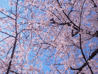 満開の桜