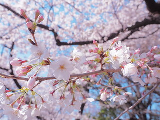 満開の桜