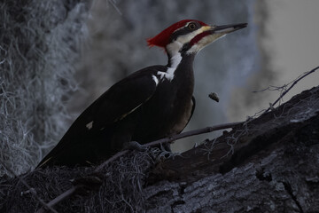 Fototapeta Pileated Woodpecker on Tree Limb withe Spanish Moss Background obraz