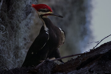 Pileated Woodpecker on Tree Limb withe Spanish Moss Background