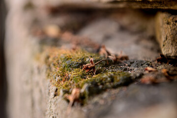 dry flower on top of the moss,  nature texture, background, texture background	