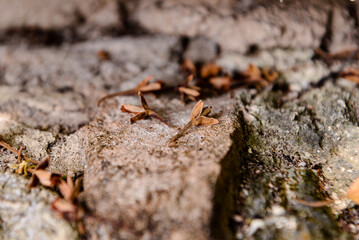 dried flowers on the ground,  nature texture, background, texture background	
