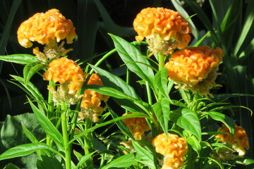 オレンジ色のケイトウの花