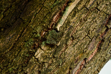 bark of a tree,  nature texture, background, texture background	