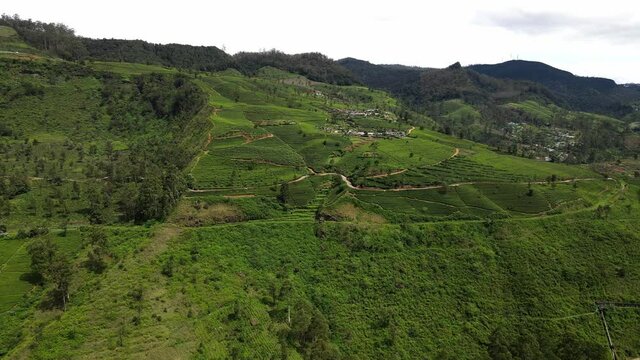 Tea plantation in Sri Lanka