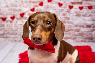 Valentine Dachshund studio portrait