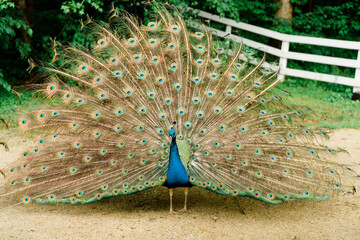 Obraz premium peacock with feathers out