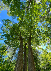 looking up at trees