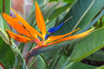Strelitzia, oiseau de paradis 