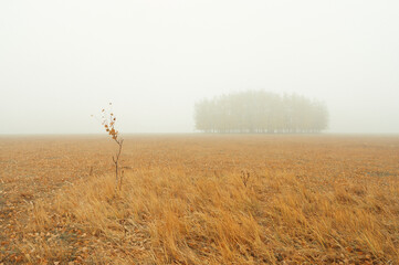 misty morning in the field
