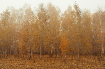 autumn forest in the morning