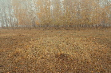transition from field to forest in fog, autumn forest in fog