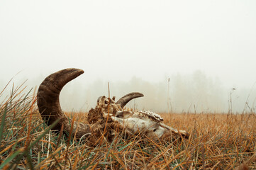 horned skull in a field in the fog