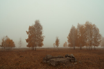 autumn forest in the fog