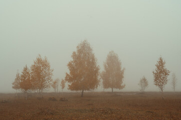 autumn forest in the fog