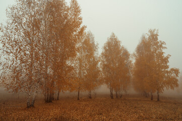 autumn forest in the fog