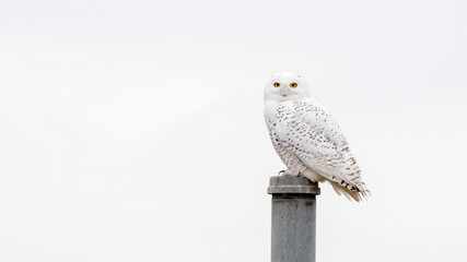 Obraz premium An Adult Snowy Owl Perches on a Pole in Kansas During the Winter