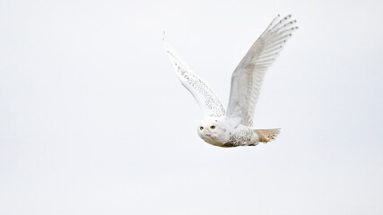 An Adult Snowy Owl in Flight in December in Kansas