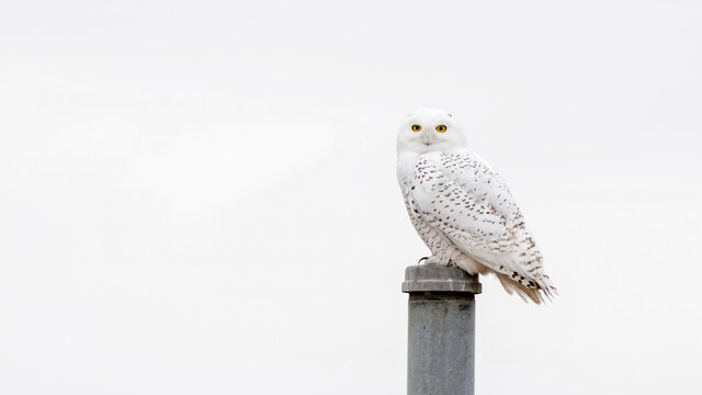 An Adult Snowy Owl Perches on a Pole in Kansas During the Winter