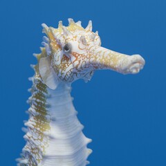 Orange and white patterned sea horse close up on blue water background 3d rendering