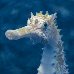 3D Rendering of close up of orange and white seahorse face in blue water