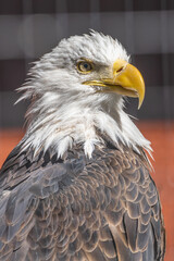 Close up Bald Eagle in Alaska