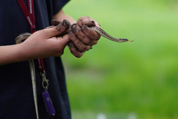 Child with muddy hands holding small Garter Snake