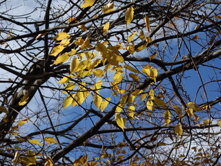 青空の下の黄色い紅葉