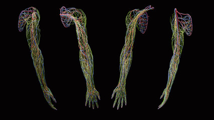 Full upper extremity arm 3d artery, vein, lymph and nerve anatomy, multiple views on black background