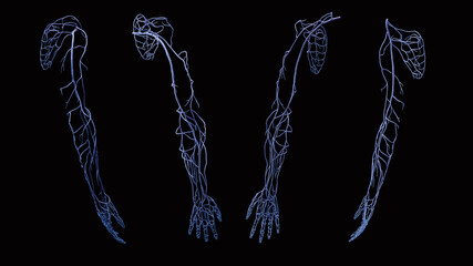 Full 3D upper extremity arm vein circulation in blue on black background