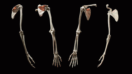Full arm 3d Skeletal anatomy, multiple views on black background