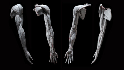 Full arm 3d anatomy white on black background