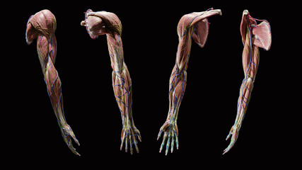Full arm 3d muscular anatomy on black background, multiple views