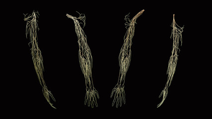 Full arm 3D nerve anatomy distribution