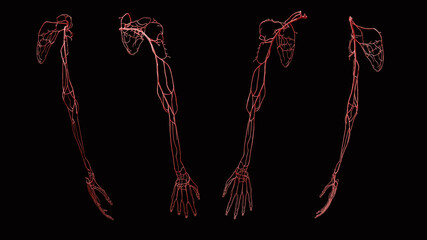Full upper extremity arterial 3D anatomy