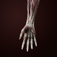 Close up forearm and hand palm 3D anatomy