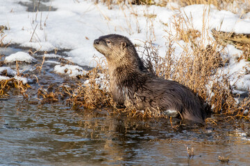 River Otter Suns Itself on a Winter Day