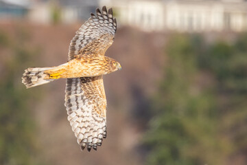 Female Northern Harrier Hunts in Winter Light