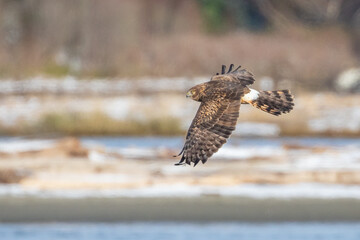 Female Northern Harrier Hunts in Winter Light