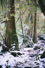 Winter Yaskuhima forest in Kyusyu Japan.