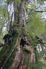 Winter Yaskuhima forest in Kyusyu Japan.